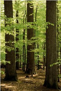 Waldbewirtschaftung kann die Klimaschutzwirkung von Wäldern steigern und scheint geeignet zu sein die Fähigkeit von Wäldern mit