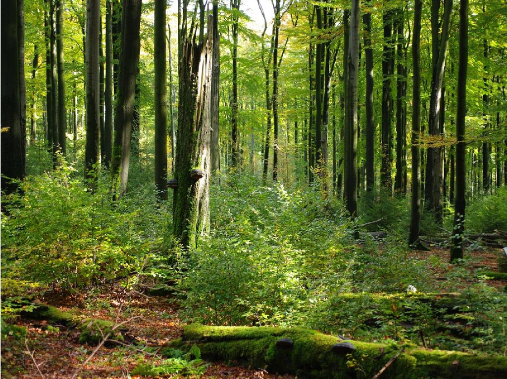 Klimaschutzwirkungen genutzter und ungenutzter Laubwälder Schlussfolgerungen 1/53 Bisherige Studien zeigen: Eine moderate, nachhaltige Waldbewirtschaftung hat keine messbaren Effekte auf die
