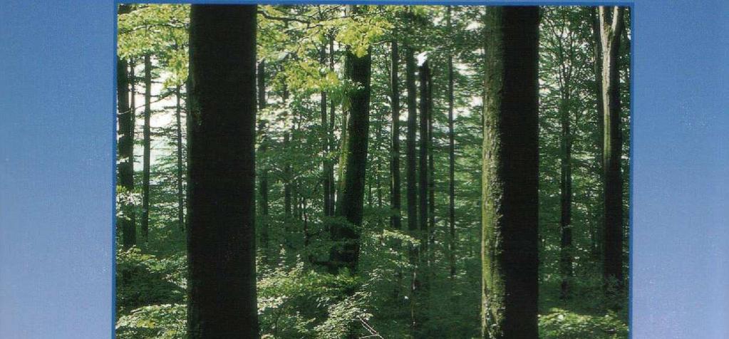 Waldbodens Bodenbearbeitung Walderschließung Mindestalter von