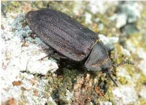 Refugialräume für seltene Arten Xylobionte Käfer in