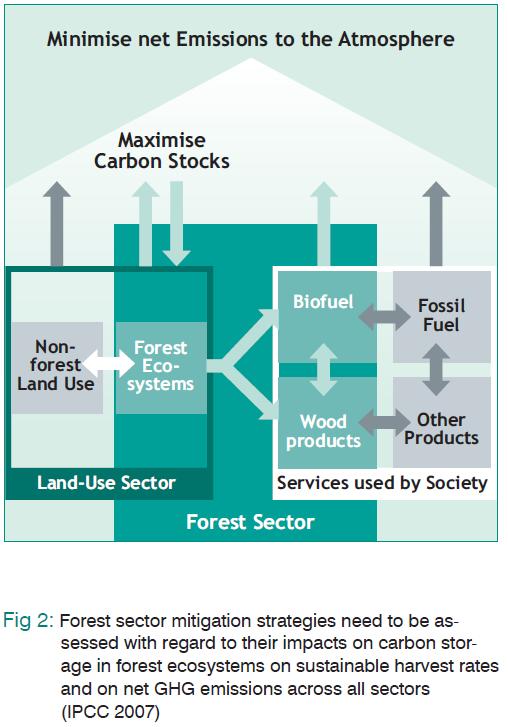 Wald und Klimaschutz (III) Δ Kohlenstoffspeicher Biomasse ober- u. unterirdisch (Art. 6) Aufforstungen / Entwaldungen (Art. 8) bewirtschaftete Wälder Streu Totholz org. Kohlenstoff im Boden (Art.