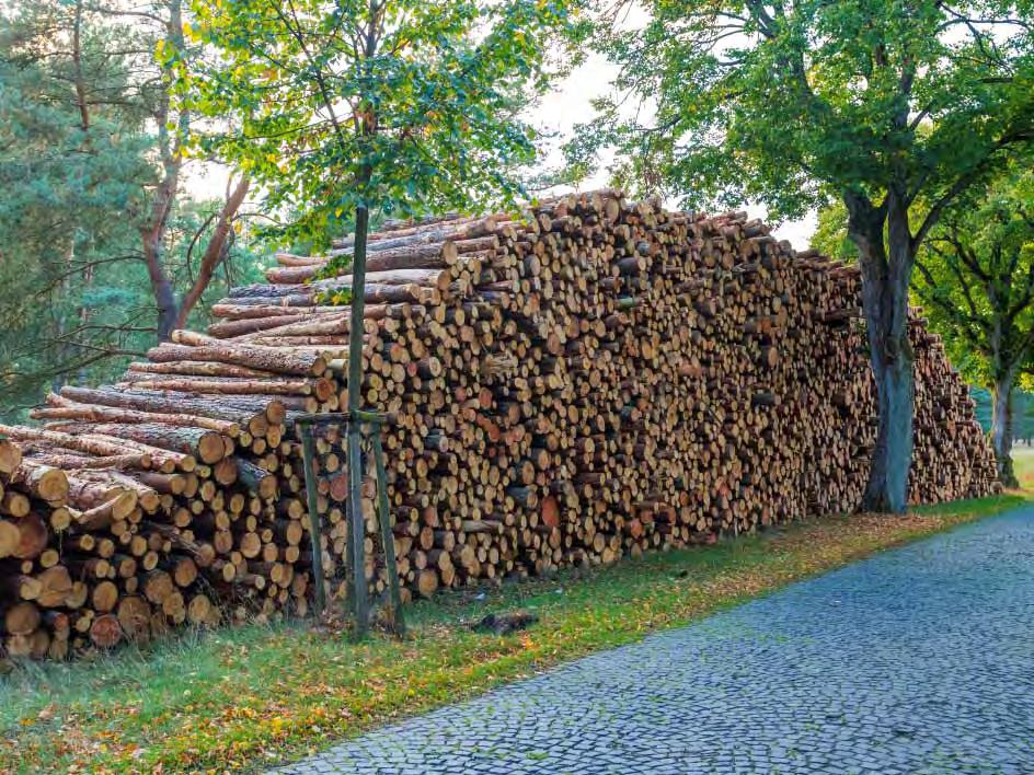 Kiefern-Holzpolter