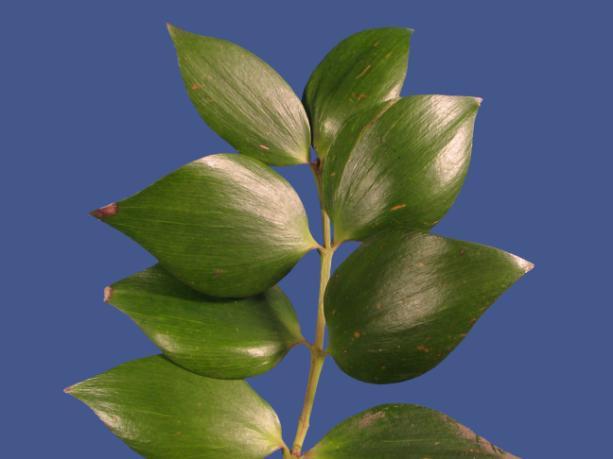 3 Abb. 4: Araucaria heterophylla, Nadelblätter; Abb. 5: Agathis dammara, Flächenblätter; 2.
