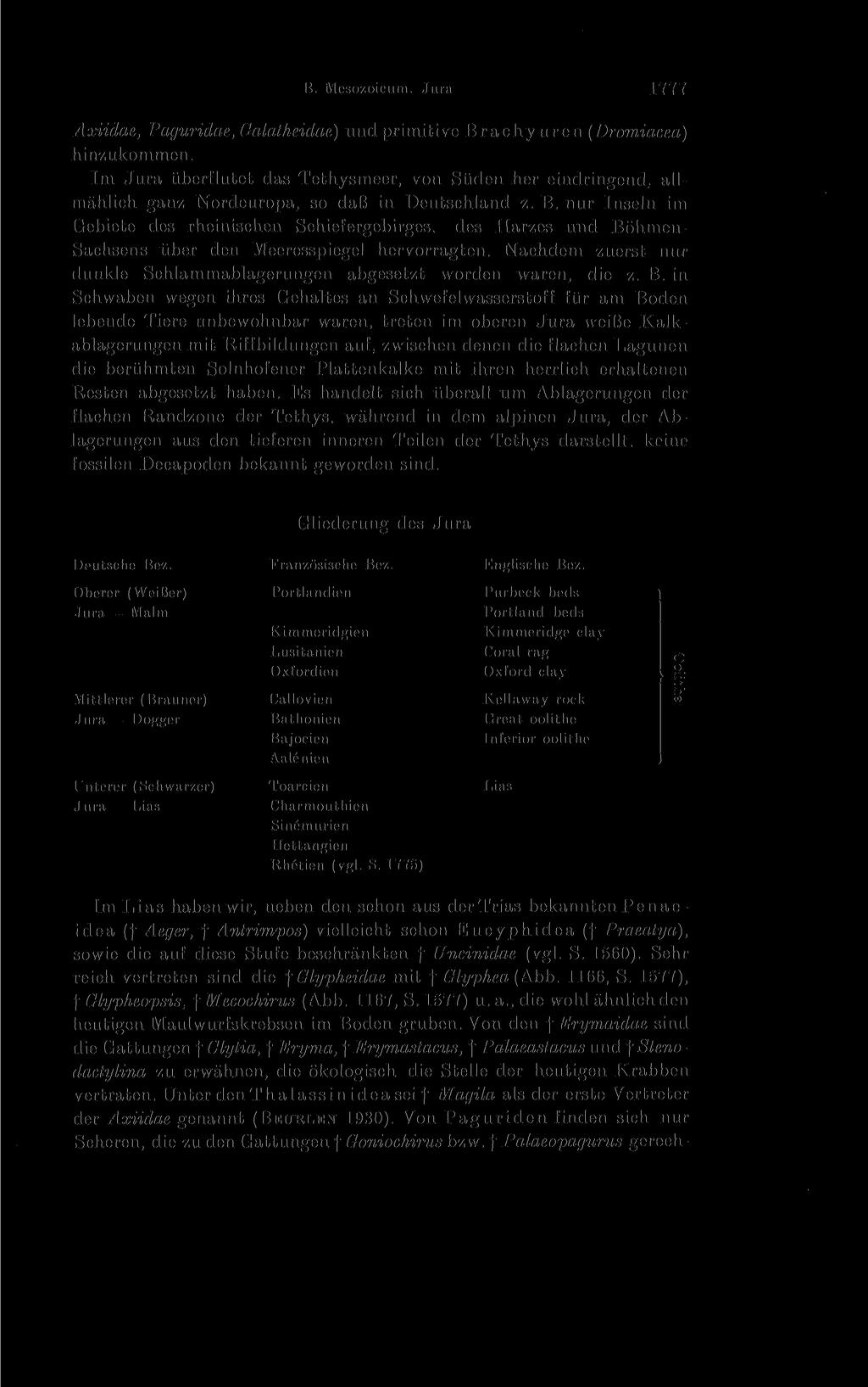 B. Mesozoicum. Kreide 1777 Axiidae, Paguridae, Galatheidae) und primitive Brachyuren (Dromiacea) hinzukommen.