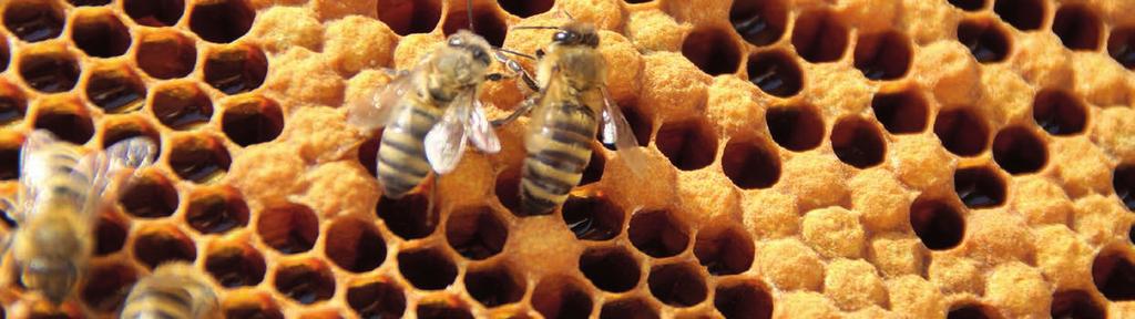 Goldener Honig aus Bernburg Honig ist ein beliebtes Lebensmittel. Verbraucher schätzen den Geschmack und die Naturbelassenheit.