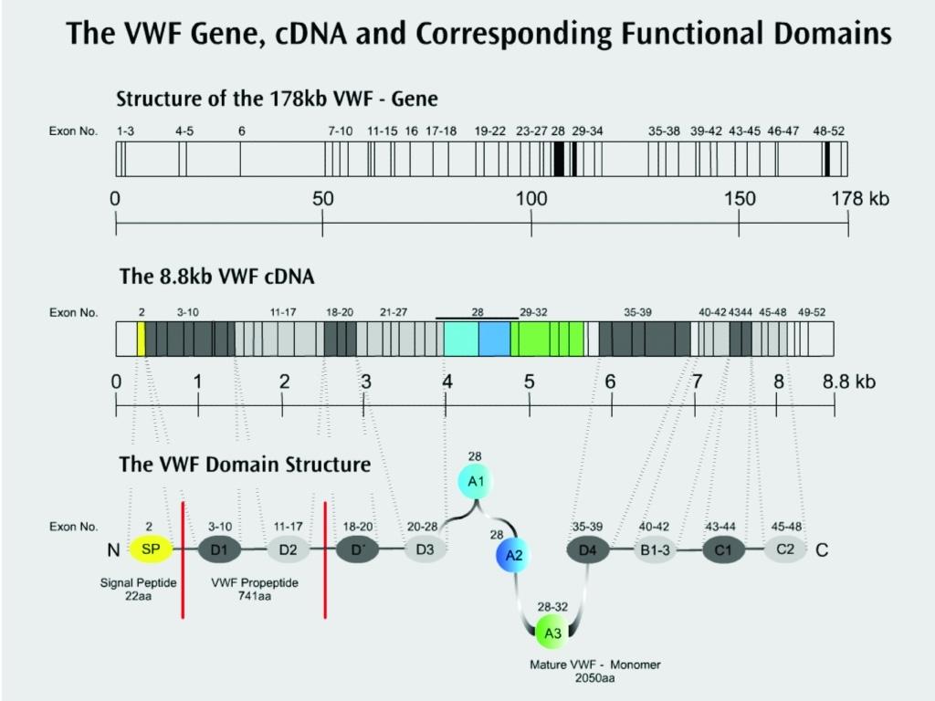 Abbildung 2 Das vwf - Gen Quelle: Reininger A, Stockschläder M. Mechanisms of von Willebrand Factor.