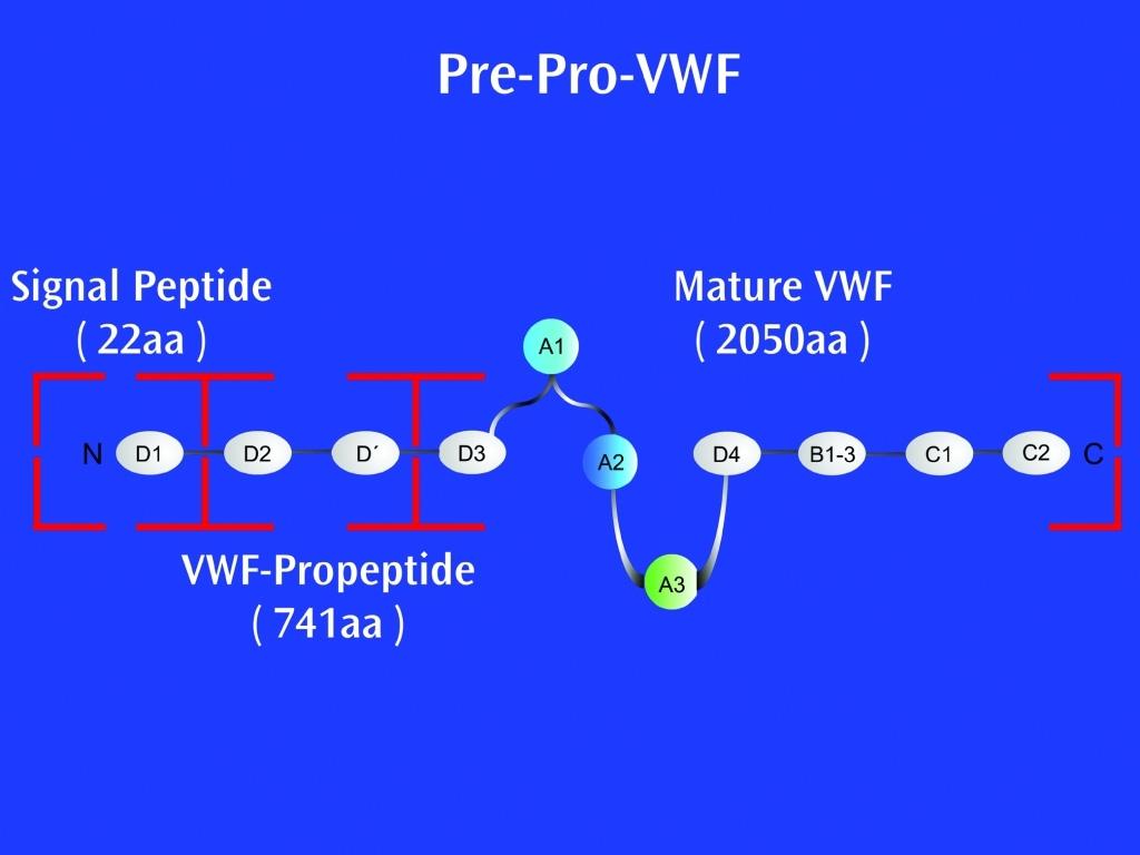 Enden zu pro-vwf-dimeren umgewandelt werden (17).