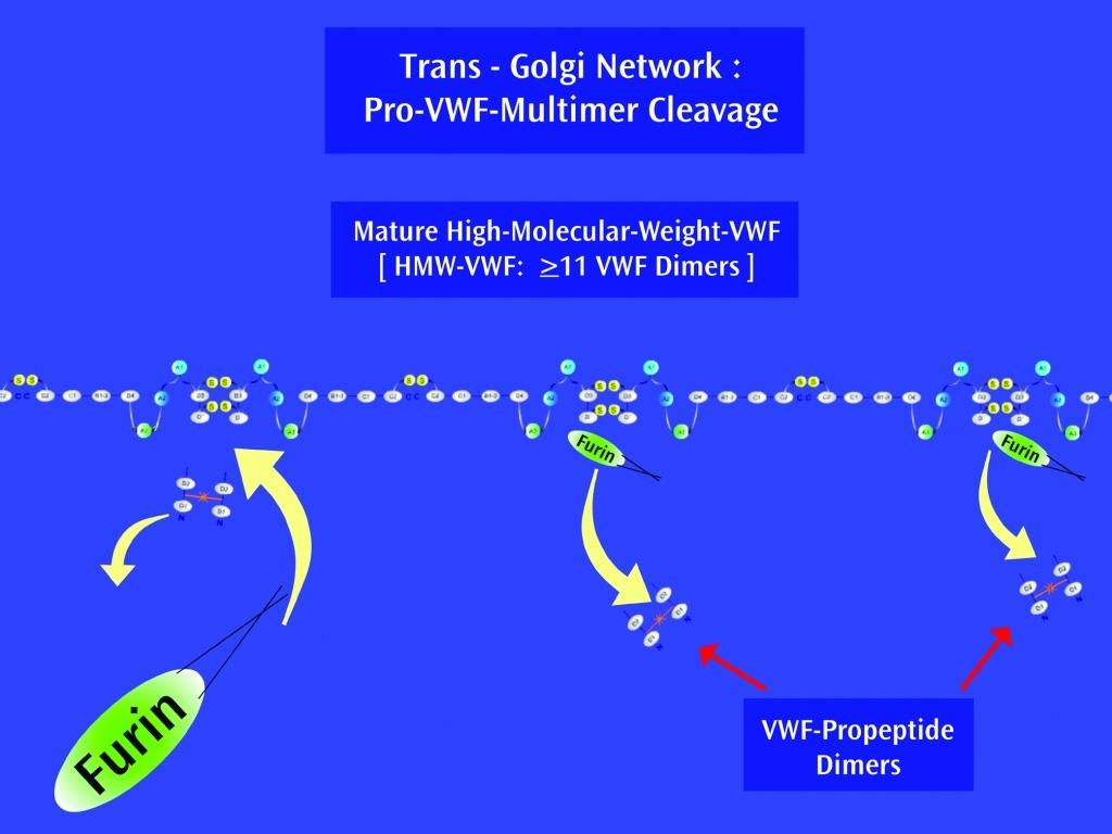 Pro-vWF Multimere werden anschließend zum Trans- Golgi Netzwerk transportiert, wo es zu einer proteolytischen Abspaltung des Propeptids kommt.