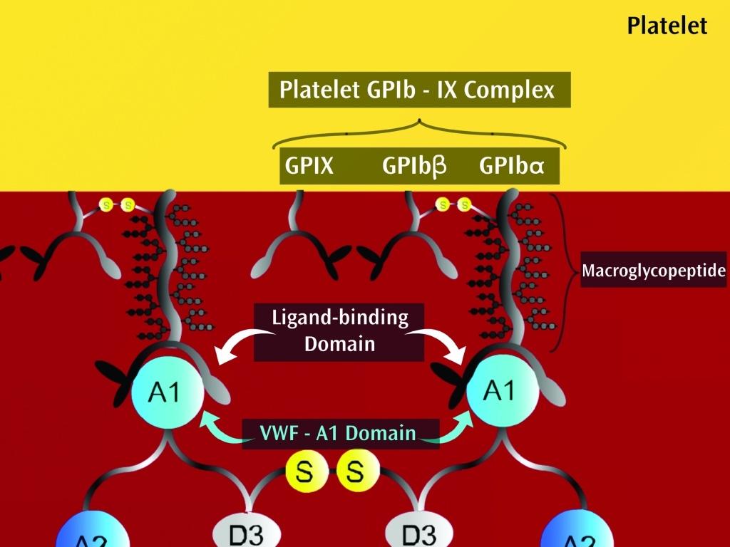 1.2.2.2 Die Interaktion der A1- Domäne mit dem Glycoprotein Ibα Das Glycoprotein (GP) Ibα ist eine der Hauptkomponenten des Glycoprotein Ib-IX-V- Komplexes, ein Membranrezeptor an Blutplättchen,