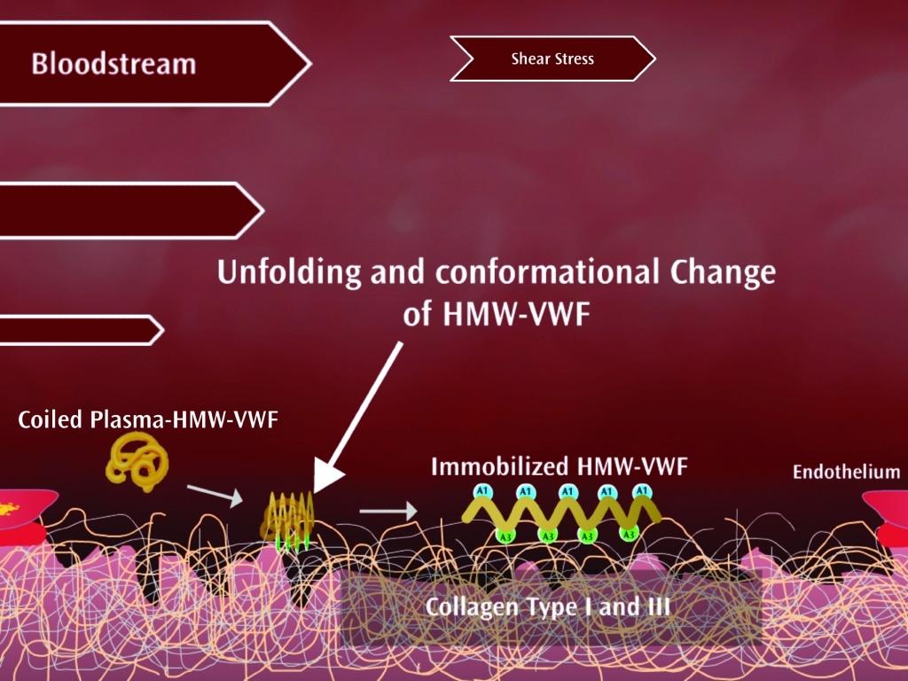 Abbildung 12 Darstellung des Gefäßschadens mit Freilegung der subendothelialen Strukturen Abbildung 13 Bindung des HMW- vwf an den freiliegenden