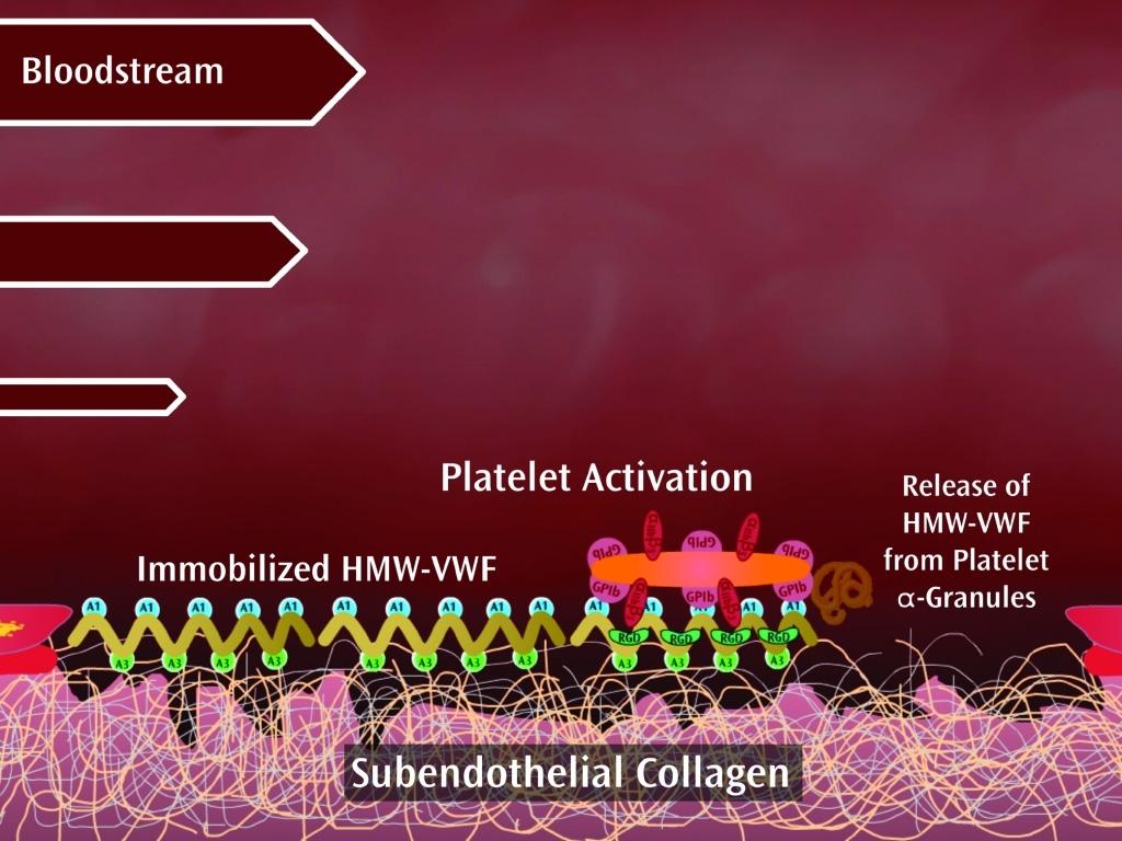 Multimeren und Fibrinogen, miteinander zu verbinden. Durch die zuletzt beschrieben Prozesse kommt es zur Bildung von aufeinander folgenden Zellreihen und somit zum Wachstum des Blutgerinnsels.