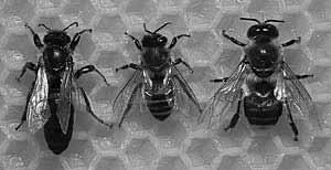 Im Bienenstock gibt es drei Kasten: Die Königin (Weisel) Sie ist das einzige fortpflanzungsfähige Weibchen. Körpermerkmale: ca. 25 mm, langer, schmaler Körper, doppelt so groß wie ihre Arbeiterinnen.