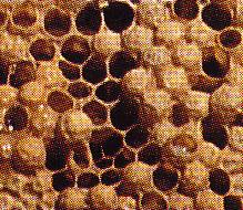 eiweißreicher Futtersaft ohne Beimengung von Honig