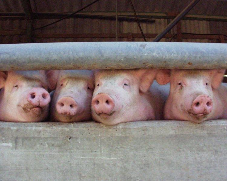 Proteineffizienz von 50 % in der Schweineproduktion Wunschdenken oder Realität 2025? Prof. Dr.