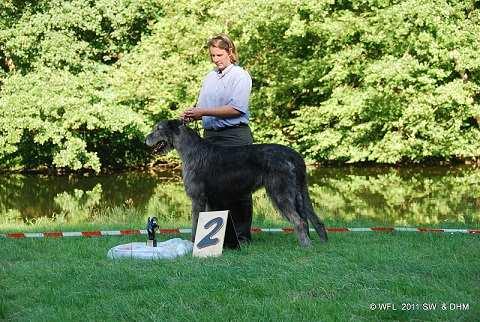 Guardalix Beltram Greyhound: Happy Hunter s Midsummer Night Dream Irish
