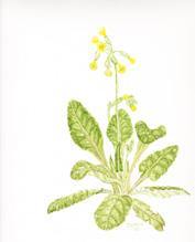 50 Blume Des Jahres 2016 Blume des Jahres 2016 Die Wiesen-Schlüsselblume Primula veris In diesem Jahr hat die Loki Schmidt Stiftung die Wiesen- Schlüsselblume zur Blume des Jahres ausgewählt, um für