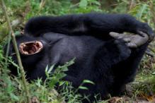 GORILLAS, SCHIMPANSEN & VÖGEL IN UGANDA Tag 1, Ankunft Ankunft am Flughafen Entebbe. Begrüßung und transfer zum Boma Guest House in Entebbe oder zum Hotel Africana in Kampala zur Übernachtung.