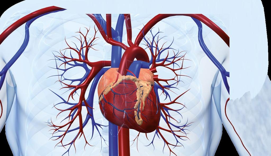 RISIKEN Risiken für das Herz-Kreislauf- System Bereits das schlichte Eintauchen ins Wasser führt zu bestimmten Reaktionen des Körpers.
