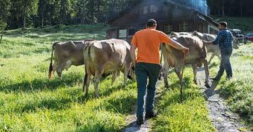 40 Klar geregelt ist auch der Zeitpunkt des Viehauf- und -abtriebs. Im Frühling treffen sich die Älpler der jeweiligen Alp zum «Mehren», um den Termin des Alpaufzugs festzusetzen.