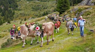 LANDWIRTSCHAFT UND ÄLPLERWESEN 41 Geschmückte Kühe eine immer beliebtere Touristenattraktion kapelle aufspielt.