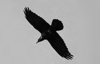 sichtbar. Er ist unser grösster Raben- und Singvogel. Er ist der lauteste Singvogel der Welt. Sein lateinischer Name Corvus corax bedeutet griechischer Rabenredner.