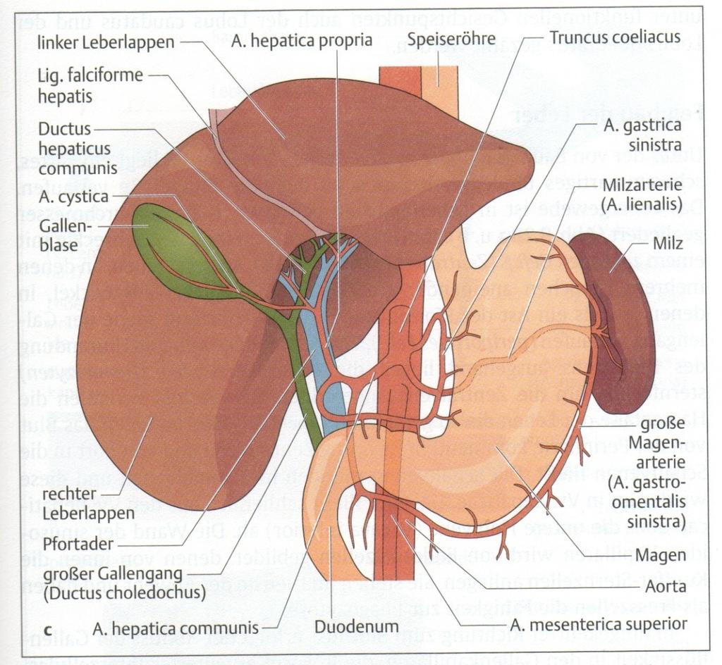 Anatomie: Gallenblase: liegt unterhalb dem rechten Leberlappen