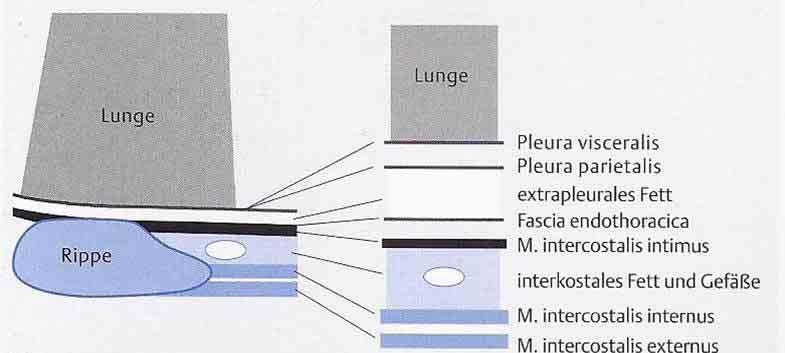 Normalanatomie