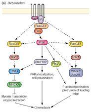 Modell of pathways