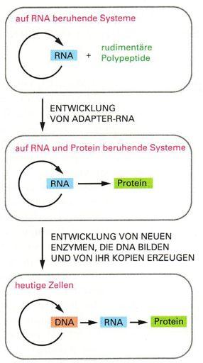 RNA-Welt Hypothese!