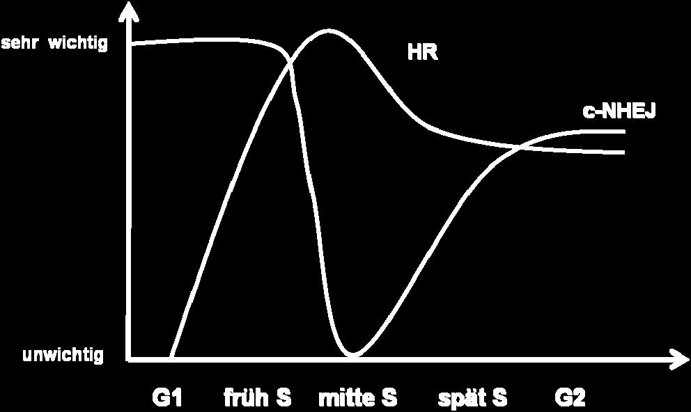 Schematische Darstellung, welche die Wichtigkeit von c NHEJ und HR für die DSB Reparatur im DT40 Zellzyklus sowie deren Übergänge im Zellzyklus beschreibt.