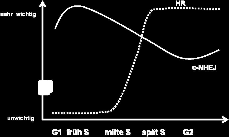 Übergänge im Zellzyklus beschreibt. Die blaue Kurve beschreibt den Gebrauch von HR (Takata et al., 1998). Die orange gefärbte Kurve beschreibt den Gebrauch von c NHEJ. 5.