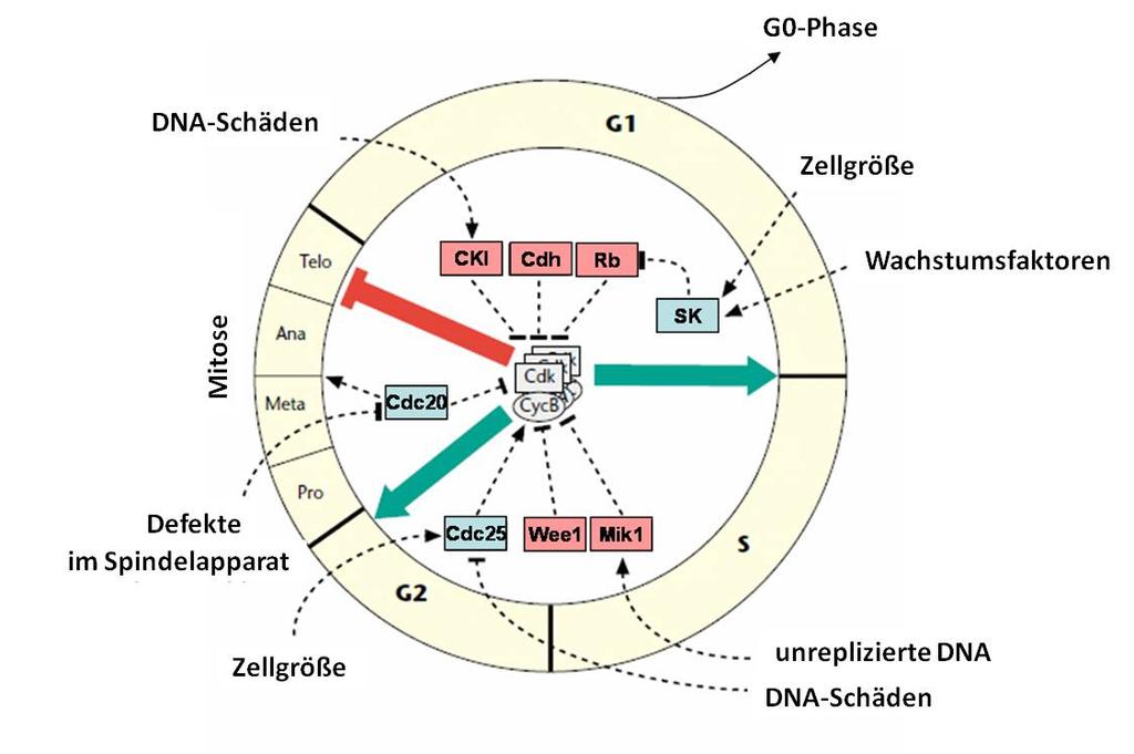 dern G1/S und G2/M Checkpoints, dass die Zelle mit unreparierten Schäden entsprechend von G1 in die S Phase und von G2 in die Mitose gelangt.