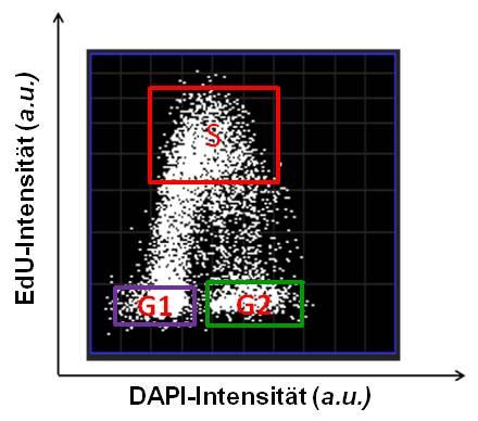 A. B. Abb. 4.3: EdU basierter Ansatz A. Als Dot Plot dargestellte Zellzyklusverteilung von WT Zellen nach 20 minütiger Pulsmarkierung mit EdU und der Fixierung 0,25 h nach IR mit 1 Gy.
