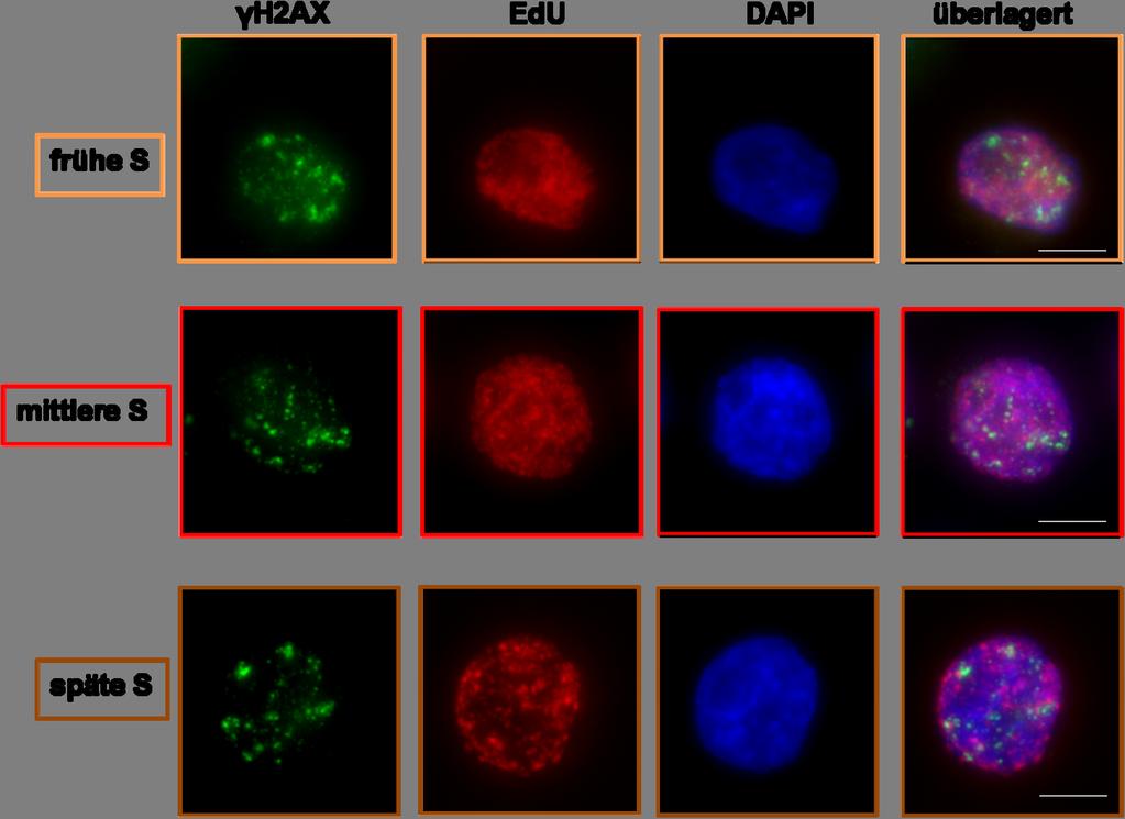 A. B. Abb. 4.7: Heterogenität des EdU Musters in den S Phase Zellen des DT40 Zellsystems A. Dargestellt ist eine Dot Plot Verteilung der mit 1Gy bestrahlten und nach 0,25 h fixierten WT Zellen.