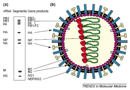 Praktische Arbeit mit Zoonose-Erregern FLUAV Orthomyxoviridae behülltes Viruspartikel segmentiertes einzelstrang (-)RNA Genom Hüllproteine HA und NA bestimmen den Subtyp und die Wirtsspezifität