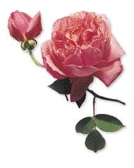 Portlandrosen haben kräftig belaubte Triebe und leuchtend rote oder rosa Blüten mit kurzen Petalen. Es sind sehr robuste, unempfindliche Pflanzen. Siehe Seite 76.