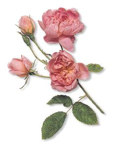Nevada Strauchrose Polyantha-Rosen Polyantha-Rosen erlebten in der ersten Hälfte des 20.