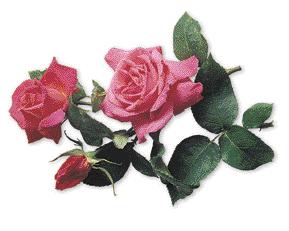 Polyantha-Rosen sind öfter blühende, kleinwüchsige Rosen mit zahlreichen Blüten. Manche Sorten ähneln kleinen Tee-Hybriden. Siehe Seite 222.