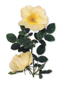 Tee-Hybriden Dies ist die beliebteste aller Rosengruppen. Sie zeichnet sich durch kräftigen Wuchs und große, duftende Blüten in allen Farben außer reinem Blau aus.
