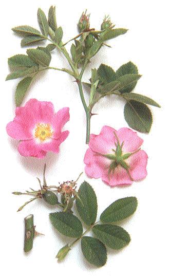 Einleitung Schon in den frühen Zivilisationen haben Rosen in der Wertschätzung der Menschen für Blumen einen besonderen Platz eingenommen.