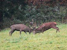 Auf den Spuren von Rabi, dem Wildpark-Detektiv Arbeitsblatt: Rotwild 1.