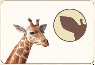Die 4 Ohren - Giraffenohren - Giraffenohren nach außen Haben den Fokus auf eine Einfühlung nach außen. Sie hören Was könnte der andere fühlen? Was könnte er brauchen?