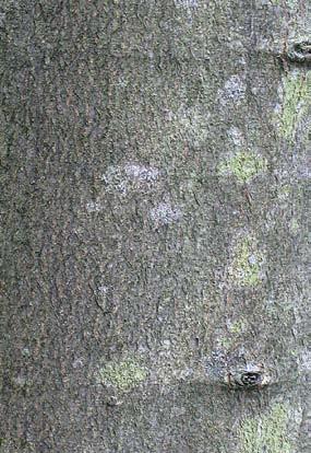 Wissenswertes zum Brennstoff Holz 17 (Rot-)Buche Aussehen: glatte, silbergraue Rinde, eiförmige, zugespitzte, glatte Blätter, spindelförmige Knospen abwechselnd links und rechts am Trieb.