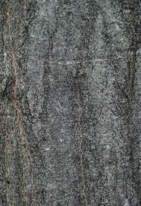 Holz: relativ hell gelblichweiß, dunkelt unter Lichteinfluss ab, Jahrringgrenzen gut erkennbar. Weicher roter Kern spricht für Rotfäule (qualitätsmindernd). Heizwert: 1500 kwh/rm bzw.