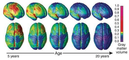 Tau & Person, 2010, Neuropsychopharmacology Hirnentwicklung: Regionale