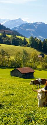 Sondermarke Schweizer Kuh Eine waschechte Schweizerin Kühe prägen nicht nur das Schweizer Landschaftsbild und die Landwirtschaft, sie sind ein eigentliches Symbol für unser Land.