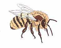 Wirtschaftlich arbeiten mit der Buckfastbiene