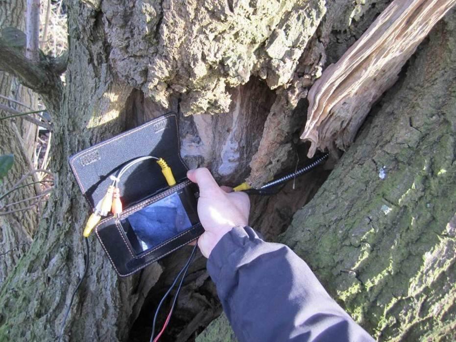2: Kontrolle einer Baumhöhle mit Kamera und Infrarotbeleuchtung.