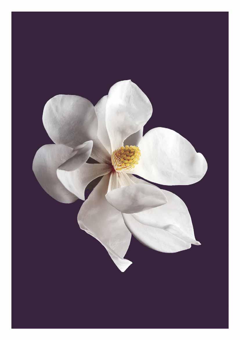 Mit der intensiven, strahlenden Frische der Bergamotte im Auftakt besticht eine sinnlichblumige Herznote, in der sich Rosen-Essenzen mit Jasmin-Extrakten in perfekter Harmonie vereinen.