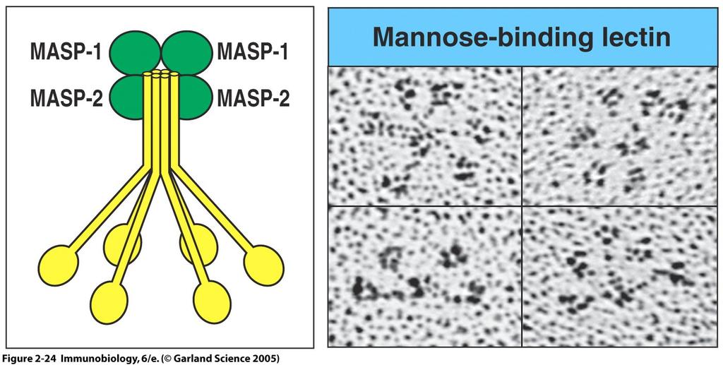 MBL-Lektin-Weg: das Mannose-bindende Lektin (MBL) bildet einen Komplex mit MBL-assoziierten Serinproteasen (MASP-1,2) die dem C1qrs-Komplex ähnlich sind und nach der